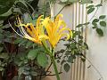 Golden Spider Lily